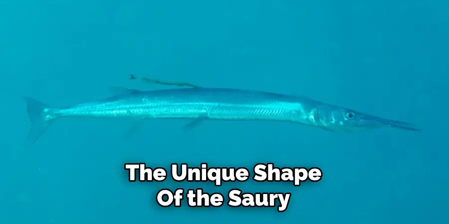 The Unique Shape Of the Saury