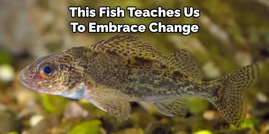 This Fish Teaches Us To Embrace Change