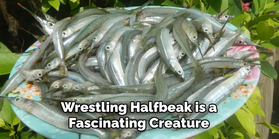 Wrestling Halfbeak is a Fascinating Creature