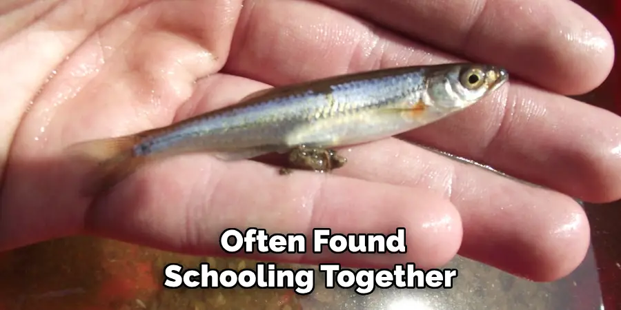 Often Found Schooling Together 