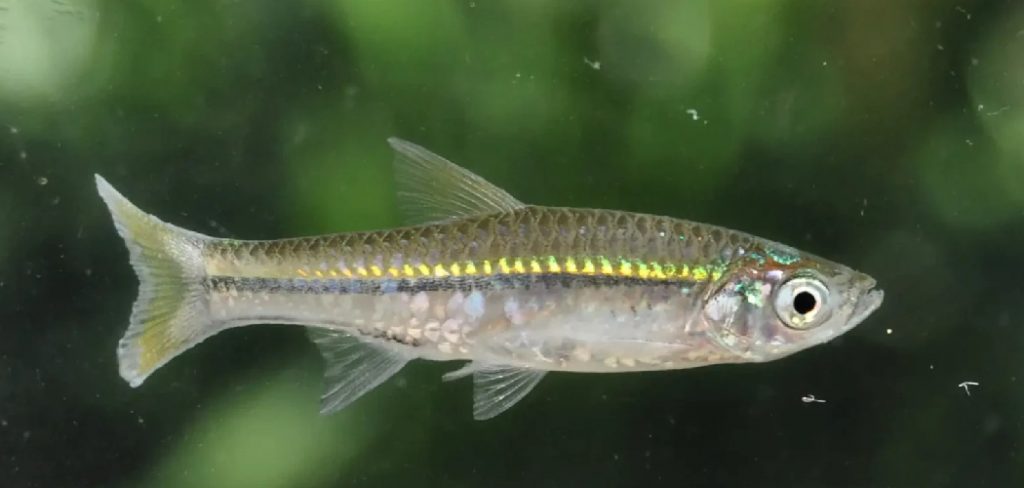 Rasbora Spiritual Meaning