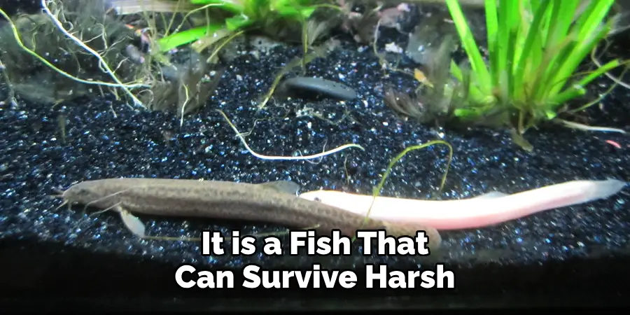 It is a Fish That 
Can Survive Harsh