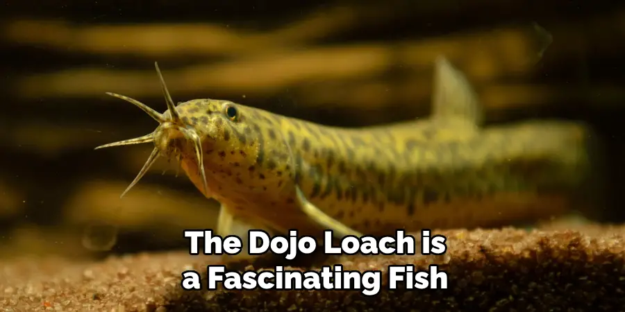 The Dojo Loach is a fascinating fish