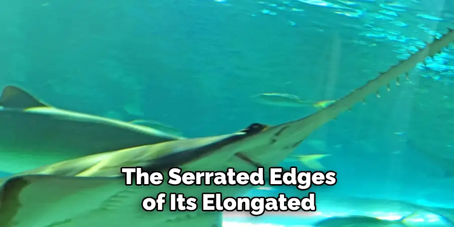 The Serrated Edges of Its Elongated