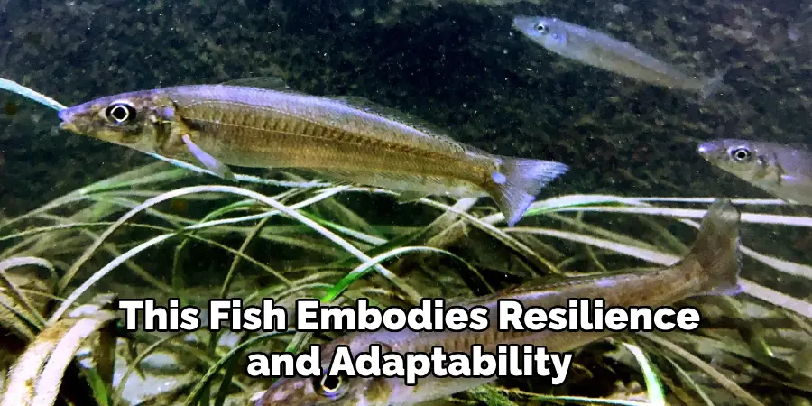 This Fish Embodies Resilience and Adaptability