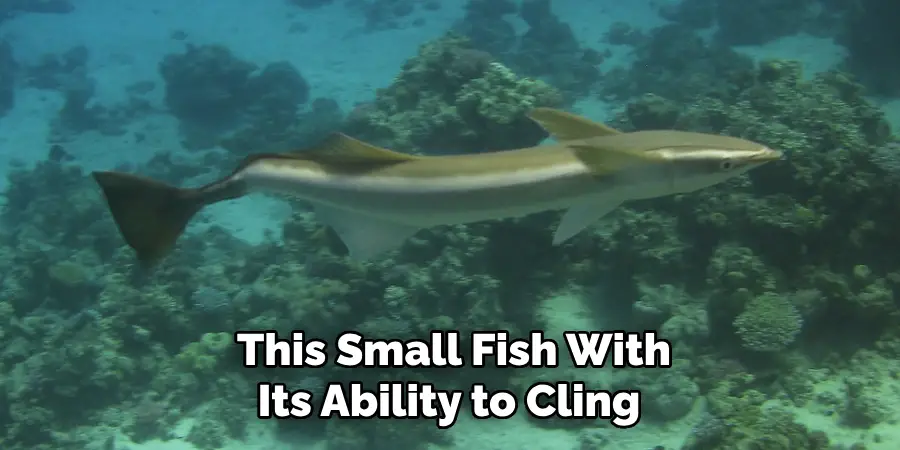 This Small Fish, With Its Ability to Cling 