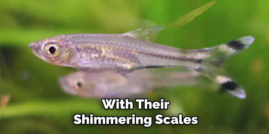 With Their Shimmering Scales