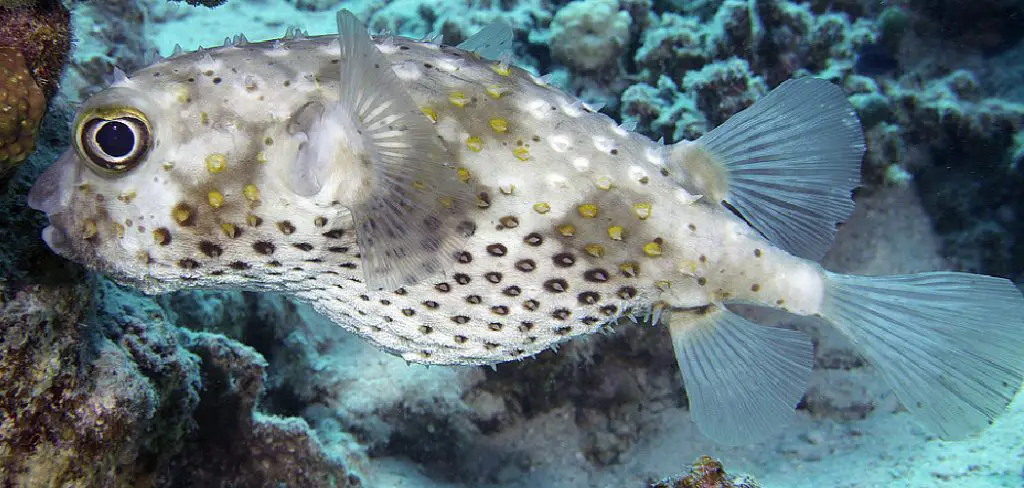 Burrfish Spiritual Meaning, Symbolism and Totem