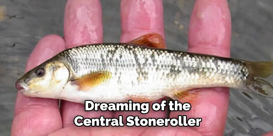 Dreaming of the
Central Stoneroller