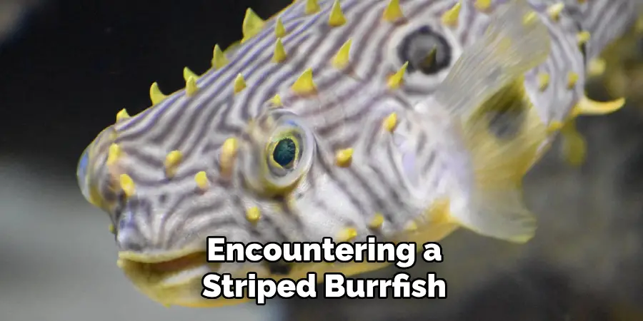 Encountering a
Striped Burrfish