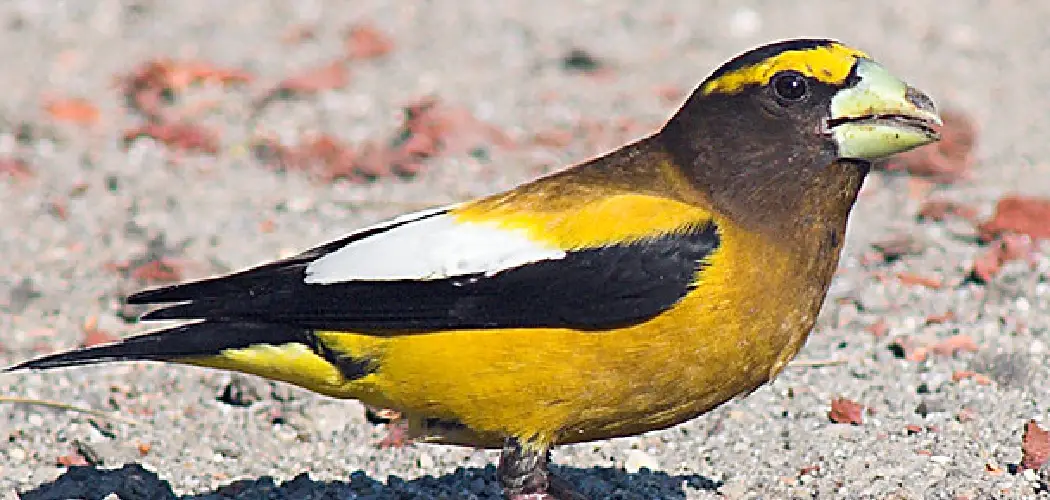 Evening Grosbeak Spiritual Meaning, Symbolism and Totem