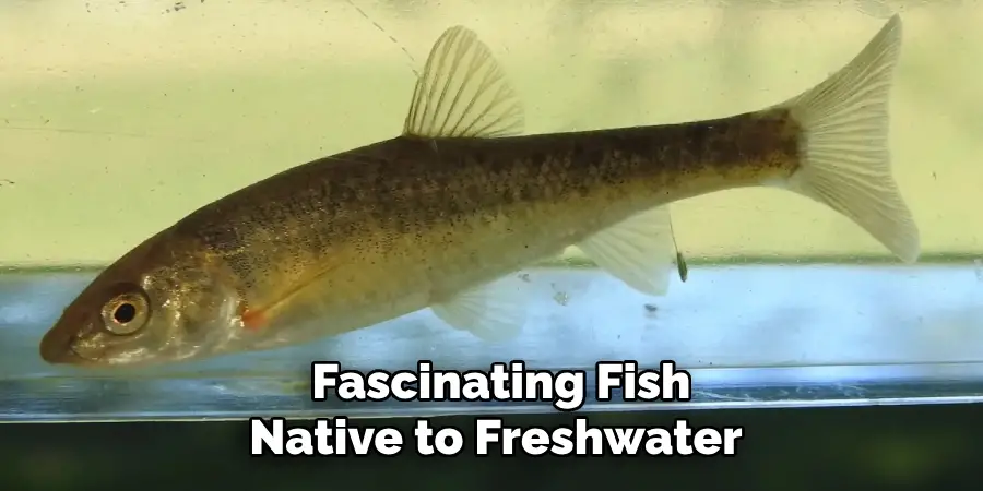  Fascinating Fish
Native to Freshwater