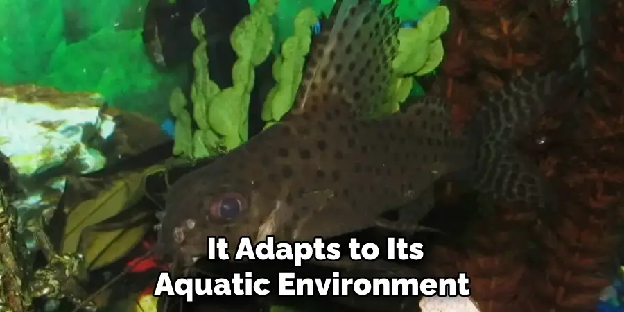  It Adapts to Its Aquatic Environment