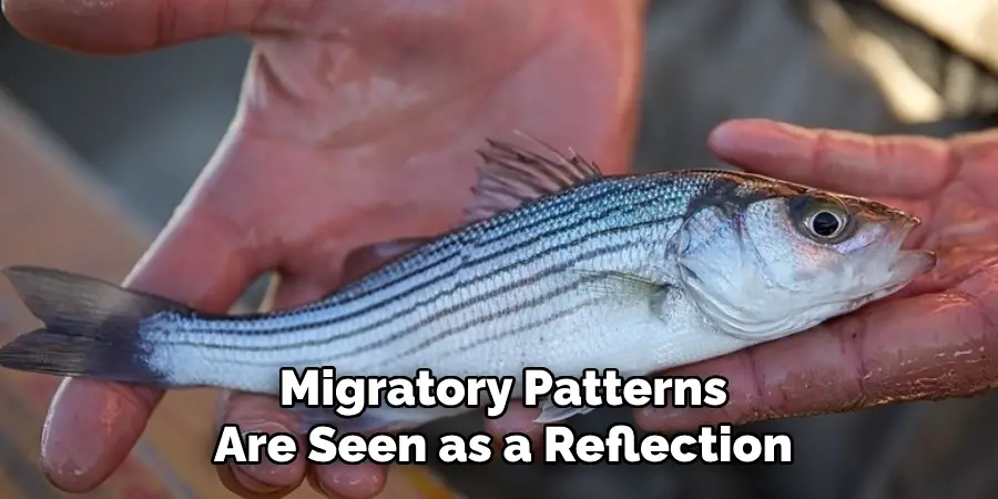 Migratory Patterns
Are Seen as a Reflection