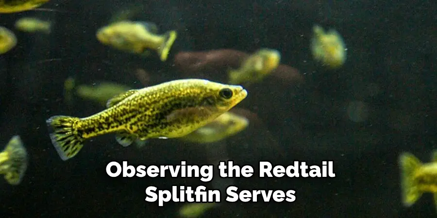 Observing the Redtail Splitfin Serves