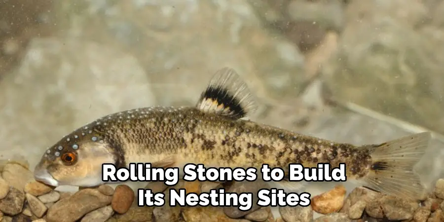 Rolling Stones to Build
Its Nesting Sites