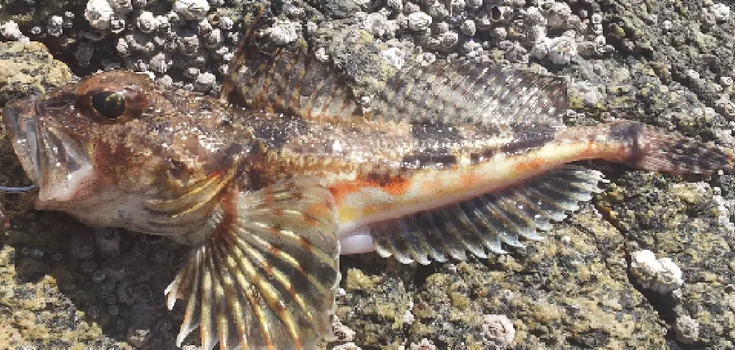 Rough Sculpin Spiritual Meaning, Symbolism and Totem