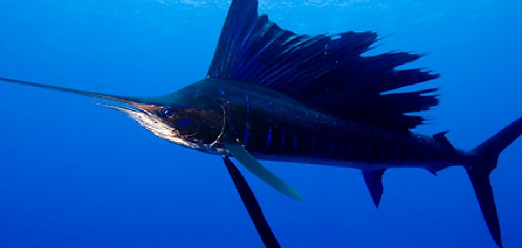 Sailfish Spiritual Meaning, Symbolism and Totem