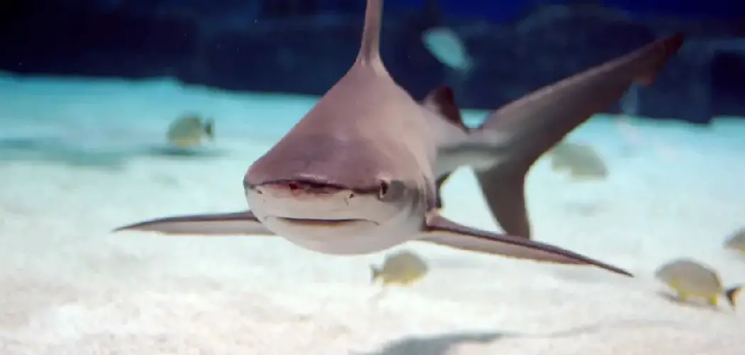 Sandbar Shark Spiritual Meaning, Symbolism and Totem