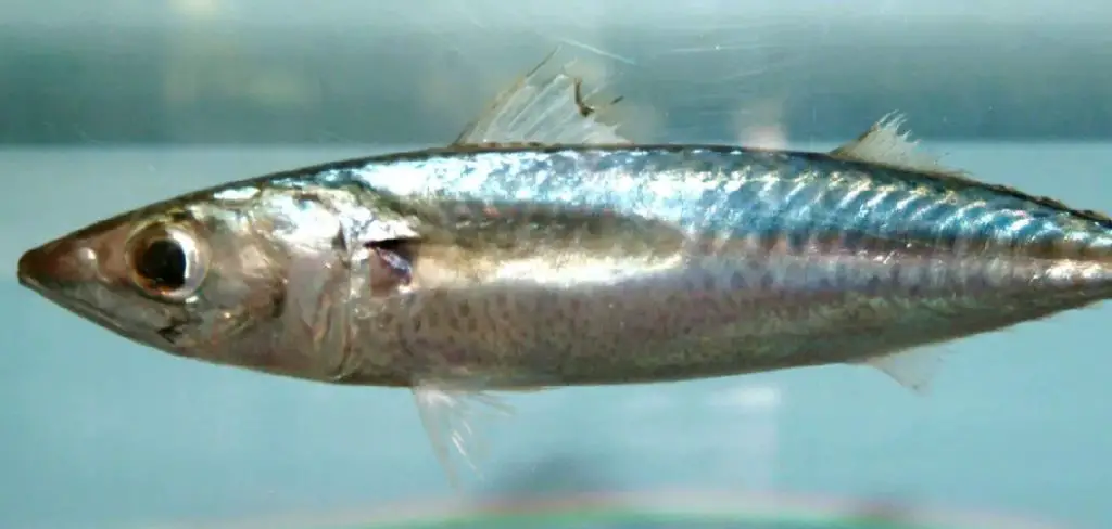 Slimy Mackerel Spiritual Meaning, Symbolism and Totem