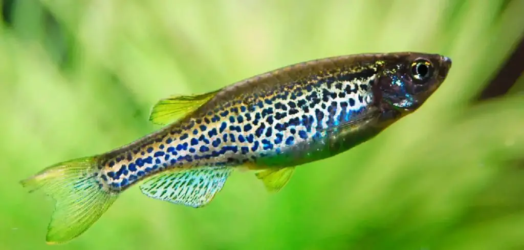 Spotted Danio Spiritual Meaning, Symbolism and Totem