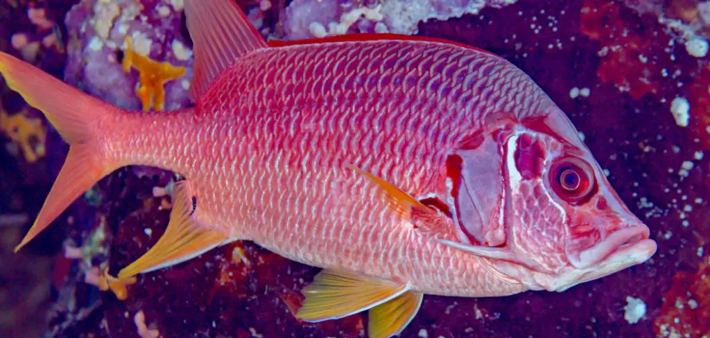 Squirrelfish Spiritual Meaning, Symbolism and Totem