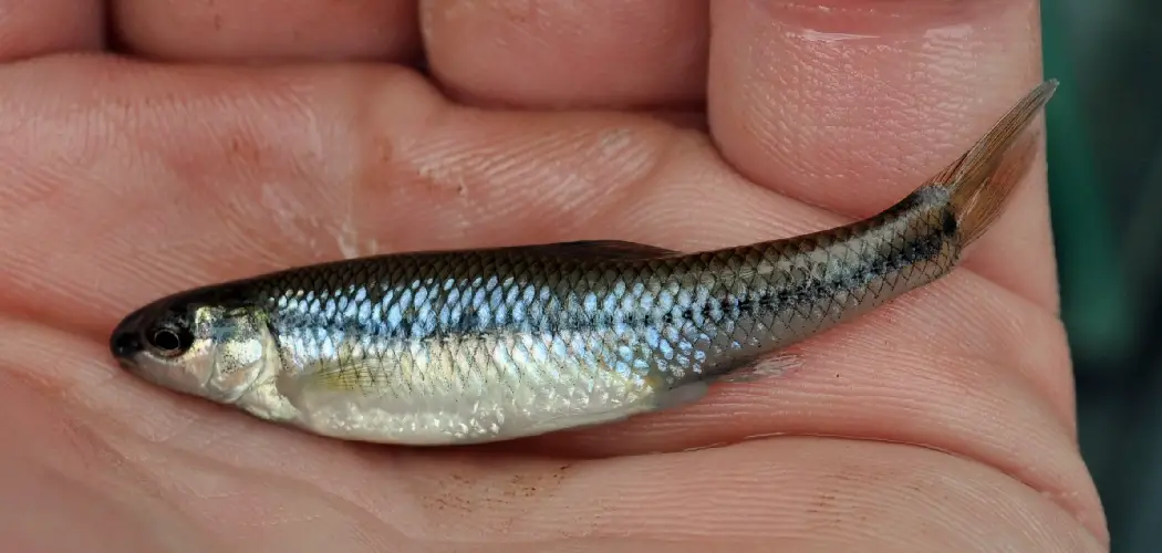 Stoneroller Minnow