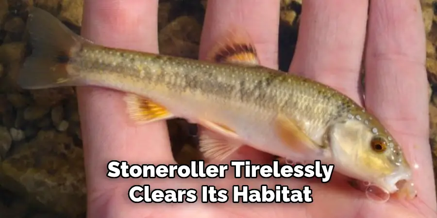 Stoneroller Tirelessly
Clears Its Habitat