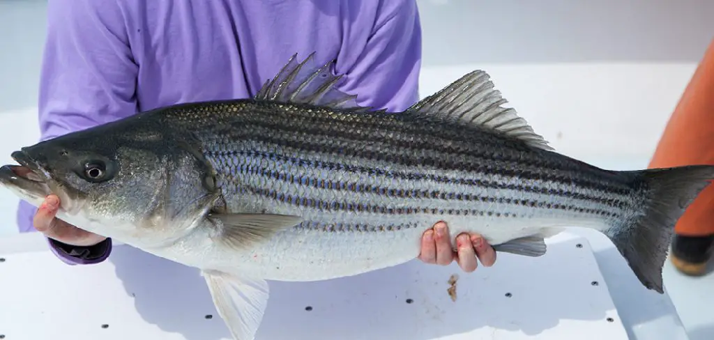 Striped Bass Spiritual Meaning