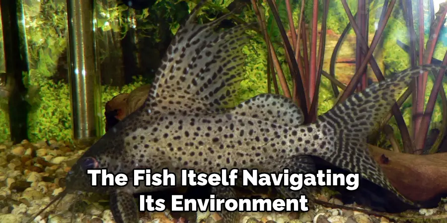 The Fish Itself Navigating Its Environment