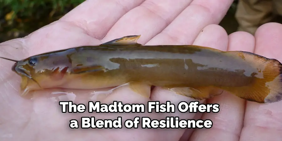 The Madtom Fish Offers a Blend of Resilience