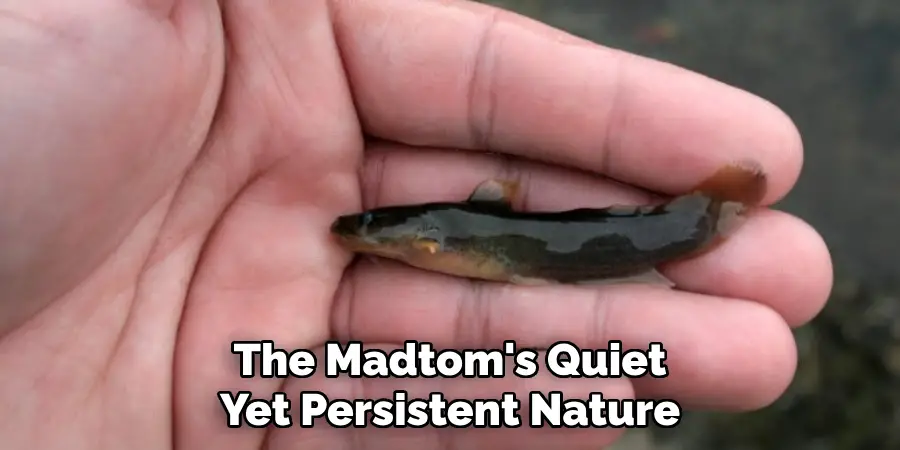 The Madtom's Quiet 
Yet Persistent Nature