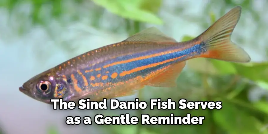  The Sind Danio Fish Serves as a Gentle Reminder