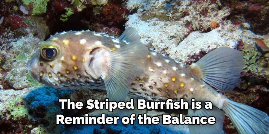 The Striped Burrfish is a
Reminder of the Balance