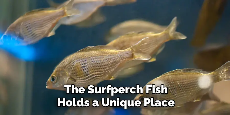 The Surfperch Fish
Holds a Unique Place