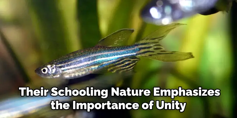 Their Schooling Nature Emphasizes the Importance of Unity 