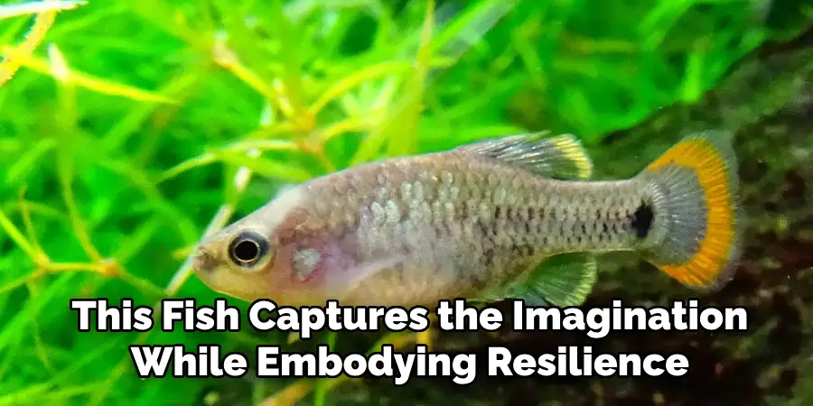 This Fish Captures the Imagination While Embodying Resilience