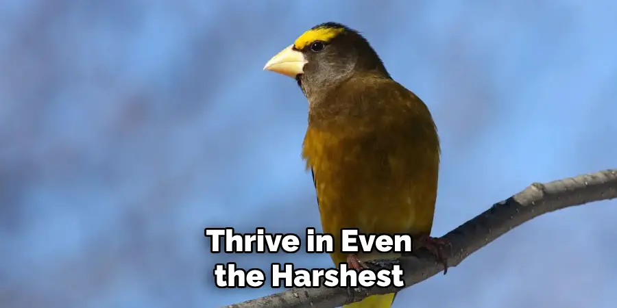 Thrive in Even the Harshest