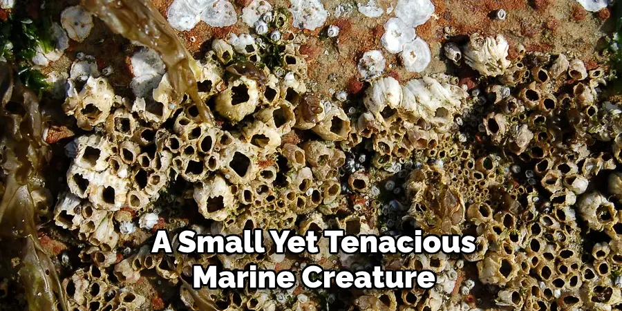 A Small Yet Tenacious Marine Creature