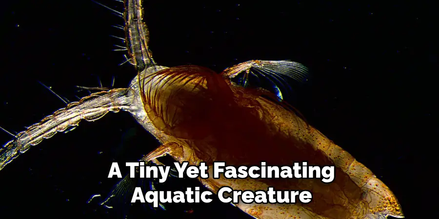 A Tiny Yet Fascinating Aquatic Creature