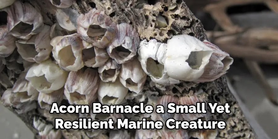 Acorn Barnacle a Small Yet Resilient Marine Creature