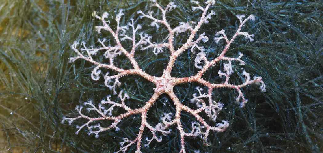 Basket Star Spiritual Meaning