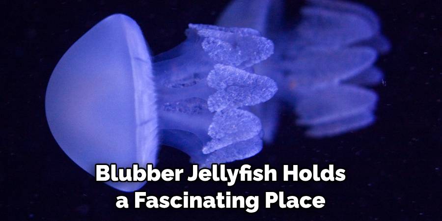 Blubber Jellyfish Holds a Fascinating Place