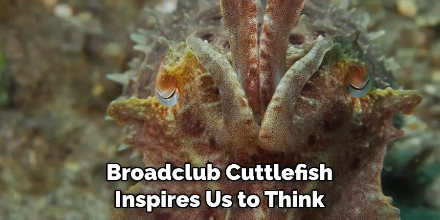 Broadclub Cuttlefish Inspires Us to Think