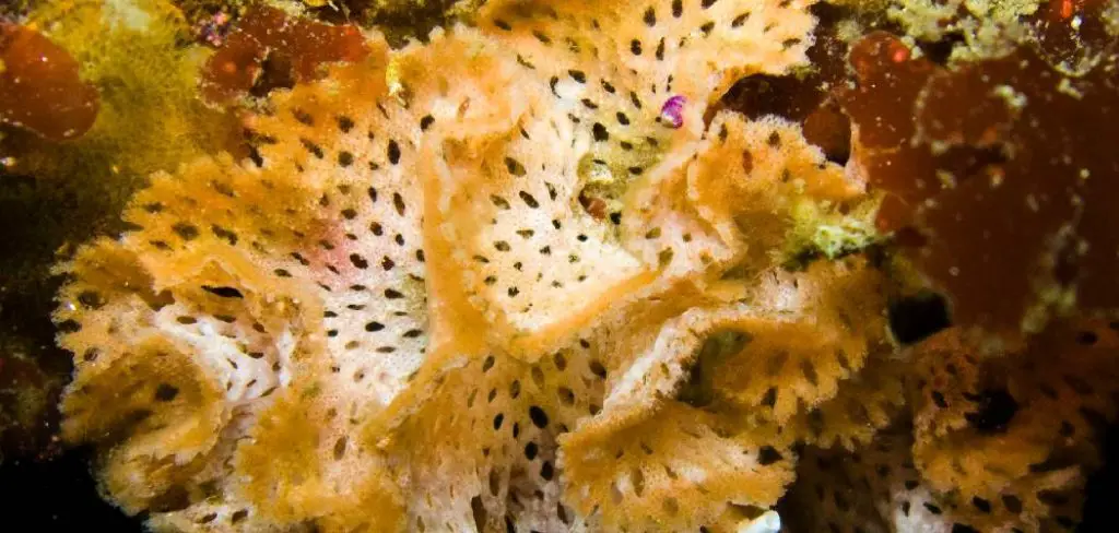 Bryozoan Spiritual Meaning