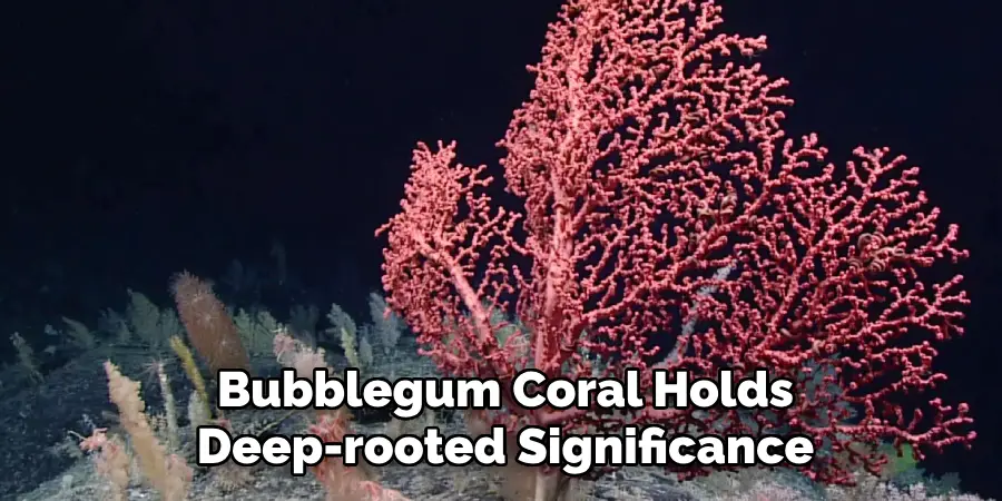 Bubblegum Coral Holds Deep-rooted Significance