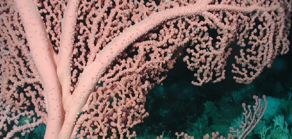 Bubblegum Coral Spiritual Meaning