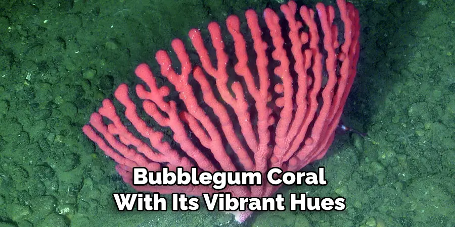 Bubblegum Coral With Its Vibrant Hues