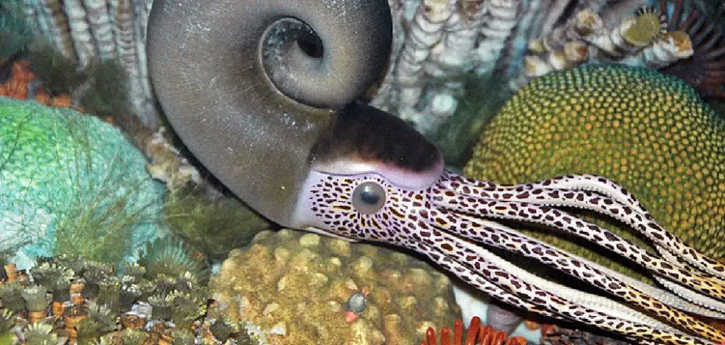 Cephalopods Spiritual Meaning