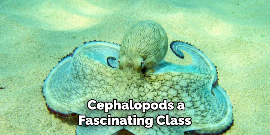 Cephalopods a Fascinating Class